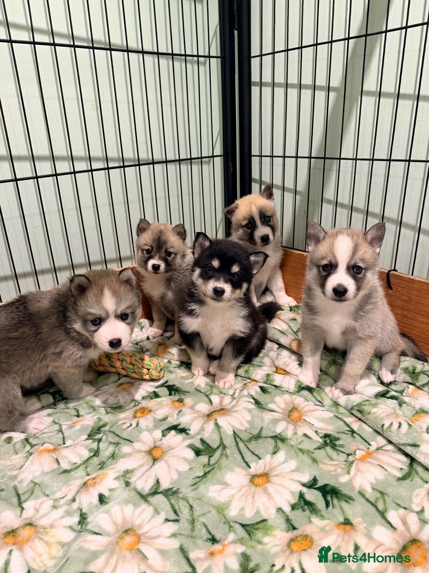 Pomsky dogs F2 Pomsky puppies - Advert 2