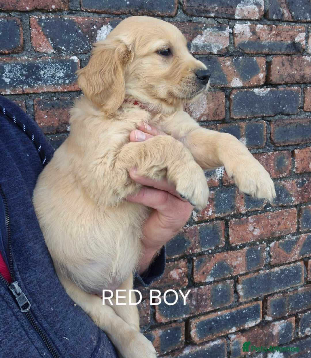 Golden Retriever dogs for sale: KC GOLDEN RETRIEVER PUPPIES HEALTH TESTED PARENTS  - Image 7