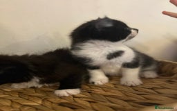 Mixed Breed cats for sale: Fluffy black and white kittens  - Advert 4