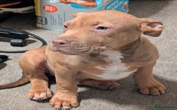 Mastiff dogs for sale: Absolutely Stunning Boy Available - Image 2