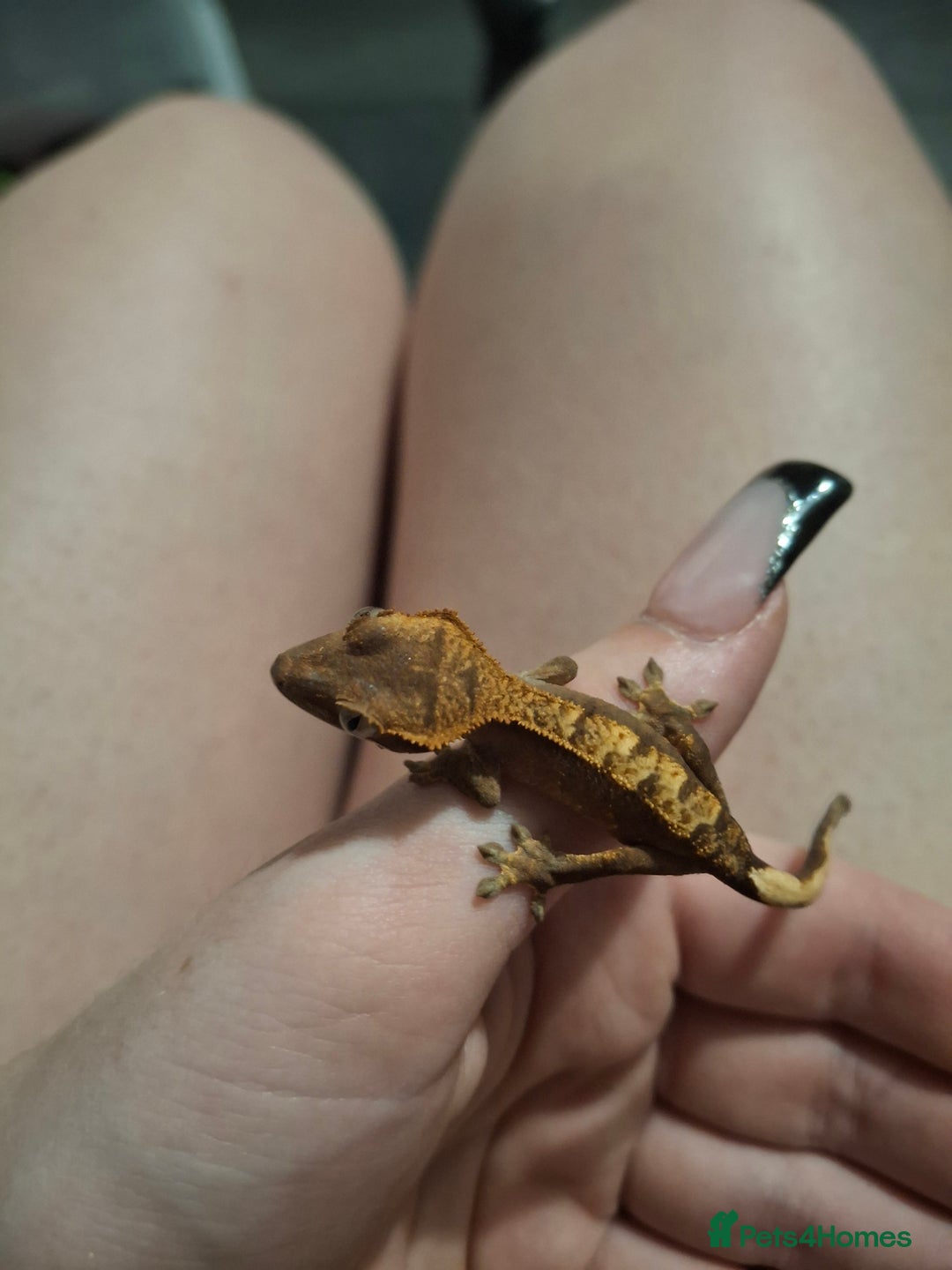 Gecko reptiles for sale: Baby crested geckos  in Doncaster - Image 7