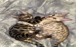 Bengal cats for sale: Female bengal 7 months  - Advert 3