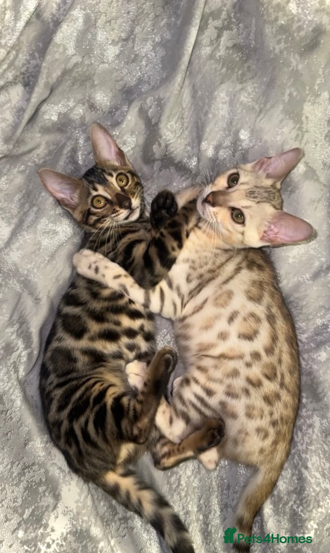Bengal cats for sale: Female bengal 7 months  - Advert 3