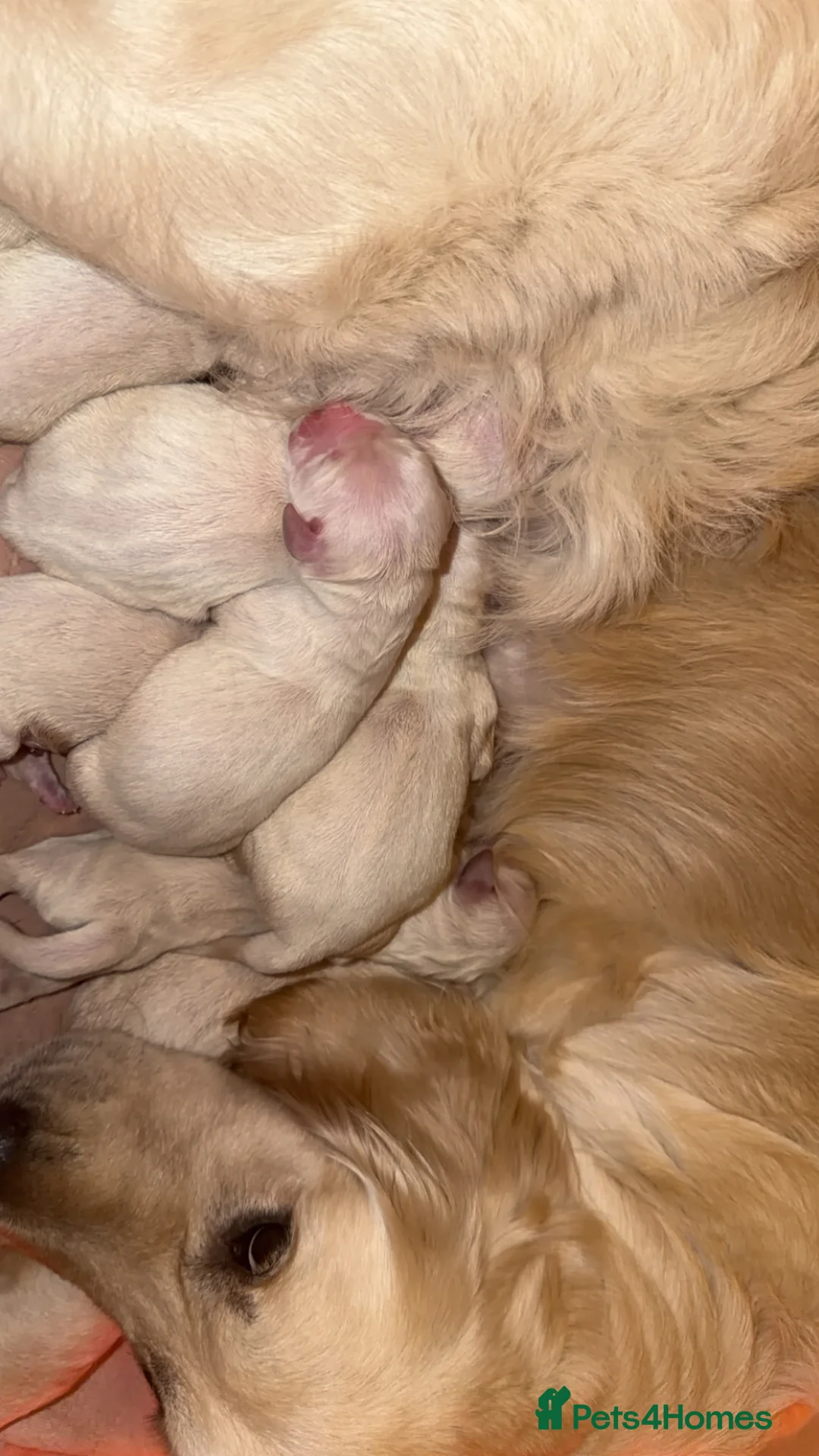 Golden Retriever dogs for sale: Cream/white KC GOLDEN retrievers  - Advert 2