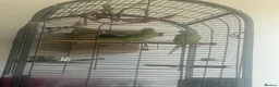 Ringnecks birds for sale: Ringnecks pair proven in Dewsbury - Advert 2