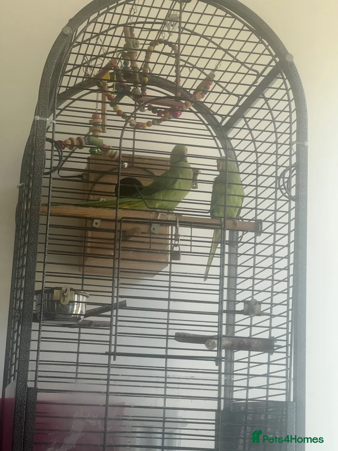 Ringnecks birds for sale: Ringnecks pair proven in Dewsbury - Advert 2