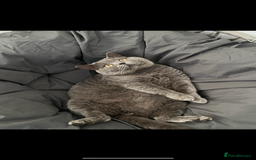 British Shorthair cats for sale: 5 gorgeous British shorthair kittens ! - Image 10