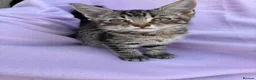 Mixed Breed cats for sale: Kitten for sale - Advert 6