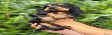 Cocker Spaniel 4