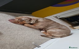 American Bully dogs for stud: American Pocket Bully STUD. ABKC reg Lilac TRI - Image 6