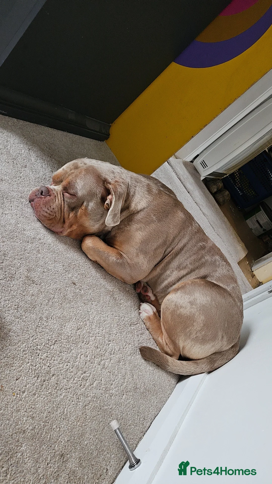 American Bully dogs for stud: American Pocket Bully STUD. ABKC reg Lilac TRI - Advert 2