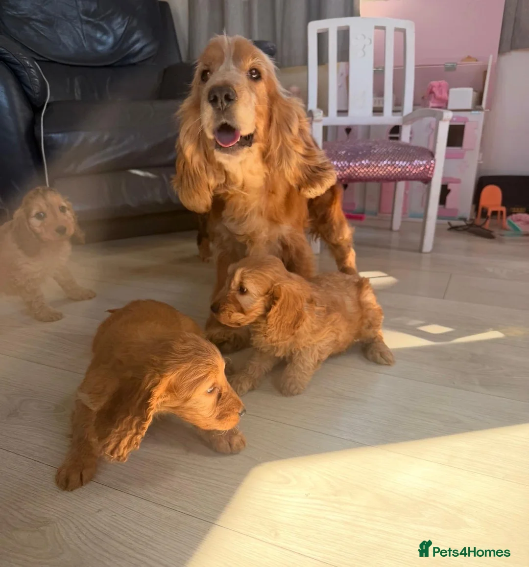 Cockapoo dogs for sale: F1 Gorgeous cockapoo puppies  - Advert 2