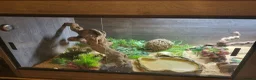 Monitor reptiles for sale: 7 month old ackie monitor and vivarium - Advert 4