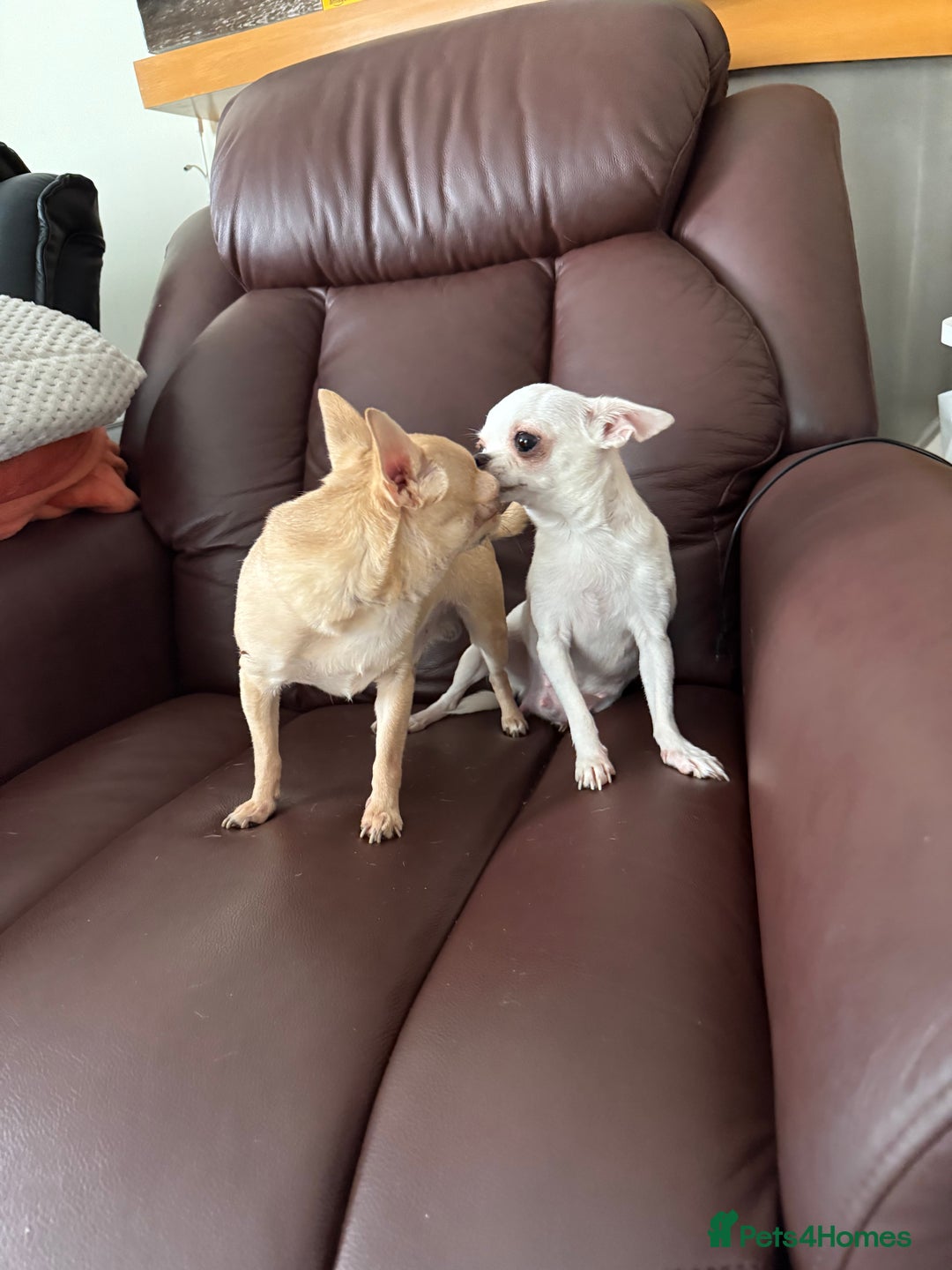 Chihuahua dogs for sale: Female chihuahua  - Image 7