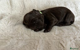 Cockapoo dogs for sale: 🍫🐶 F1b Chocolate Cockapoo Puppies🐶🍫  - Image 18