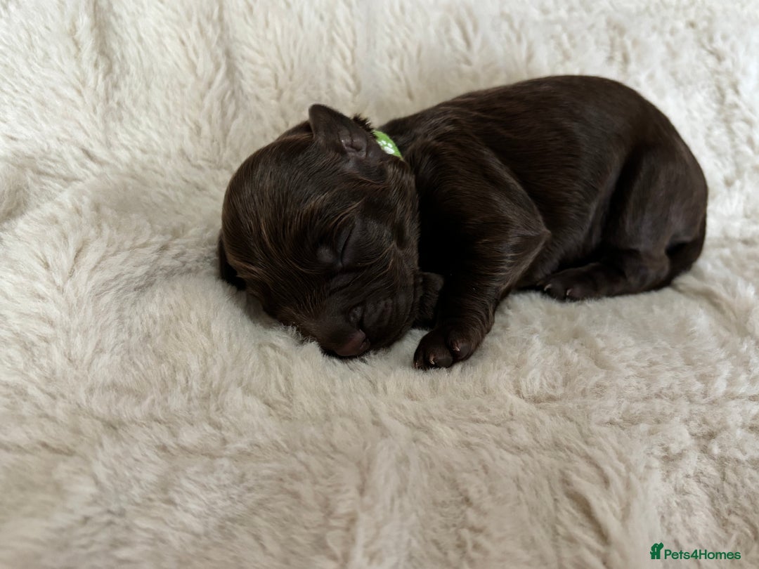 Cockapoo dogs for sale: 🍫🐶 F1b Chocolate Cockapoo Puppies🐶🍫  - Image 18