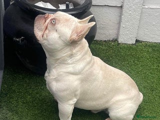 French Bulldog dogs in Sheerness - Advert 15