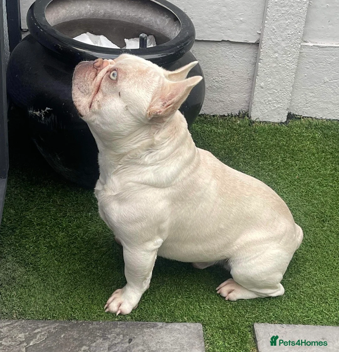 French Bulldog dogs for stud: **LILAC & TAN PLATINUM CARRYING TESTABLE CHOC** in Sheerness - Advert 1