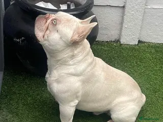 French Bulldog dogs **LILAC & TAN PLATINUM CARRYING TESTABLE CHOC** in Sheerness - Advert 1