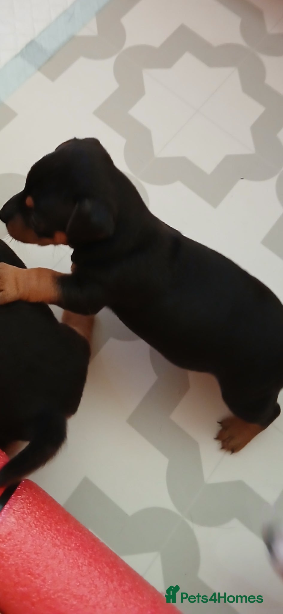 Jack Russell dogs for sale: Smooth coat jack russell pups - Advert 2
