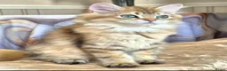 British Longhair cats for sale: British Longhair/Shorthair black golden shaded  - Advert 3