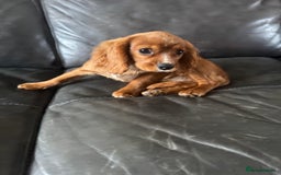 Cavalier King Charles Spaniel dogs for sale: Cavalier King Charles  - Image 5