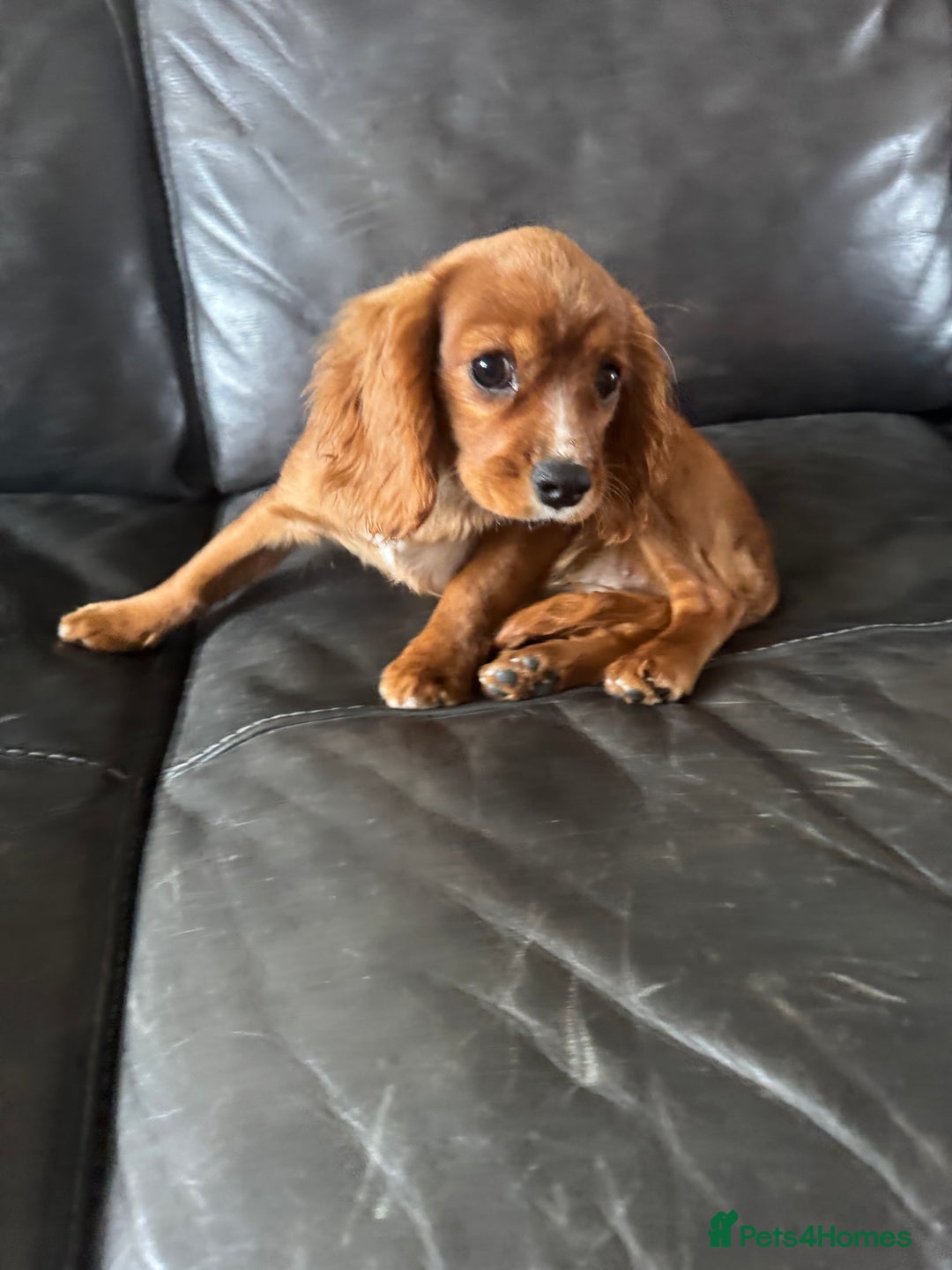 Cavalier King Charles Spaniel dogs for sale: Cavalier King Charles  - Image 5