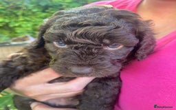 Cockapoo dogs for sale: Six beautiful chocolate F1b cockerpoo babies! - Image 9