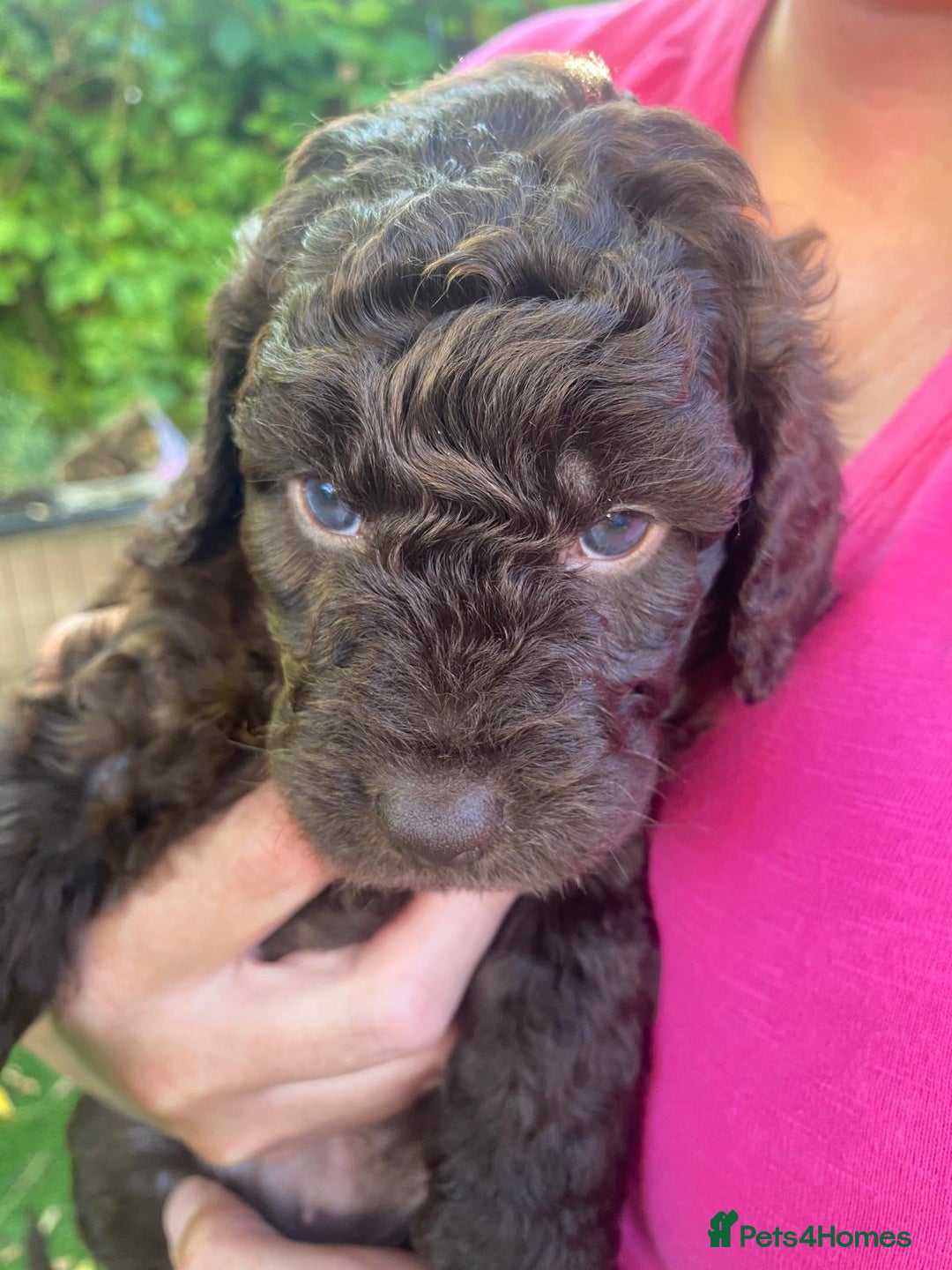 Cockapoo dogs for sale: Six beautiful chocolate F1b cockerpoo babies! - Image 9