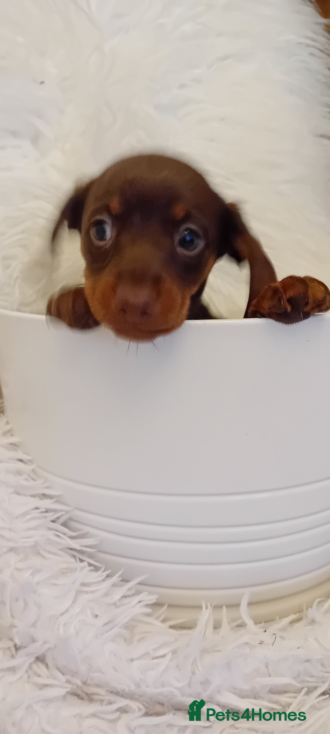Miniature Dachshund dogs for sale: Chocolate and tan  girls - Advert 7