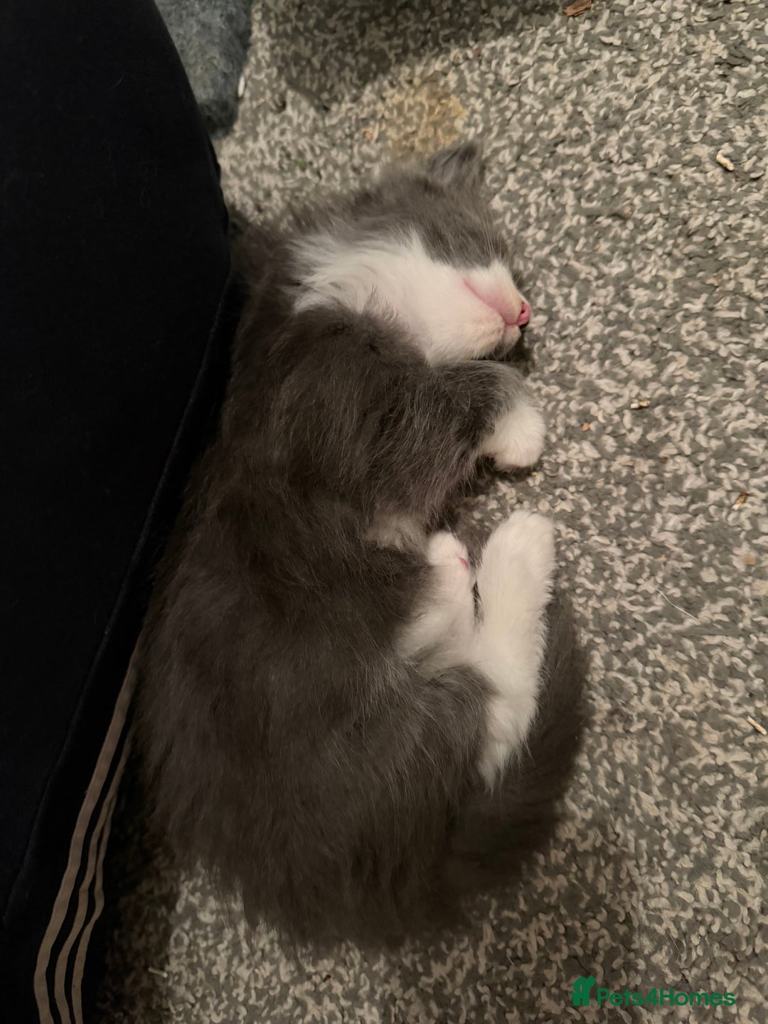 Maine Coon cats for sale: Unsexed greys with white mittens - Advert 12