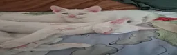 Mixed Breed cats for sale: White Kittens Ready to leave - Advert 5
