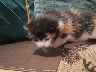 Mixed Breed cats Beautiful short haired& Norwegian forest cat - Advert 20