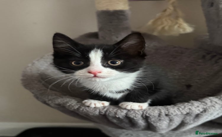 Mixed Breed cats - Advert 5