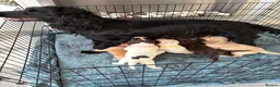 Cocker Spaniel dogs for sale: Beautiful Cocker spaniel puppies for sale - Advert 19