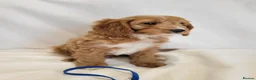 Cavapoo dogs for sale: Fox red stunning cavapoo puppies  - Advert 26