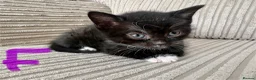 Mixed Breed cats for sale: 🐾 Beautiful and playful Tuxedo & mixed Kittens  - Advert 15