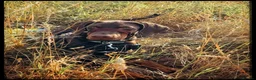 Dobermann dogs for sale: 4 Month Zi-Zi  in Paignton - Advert 7