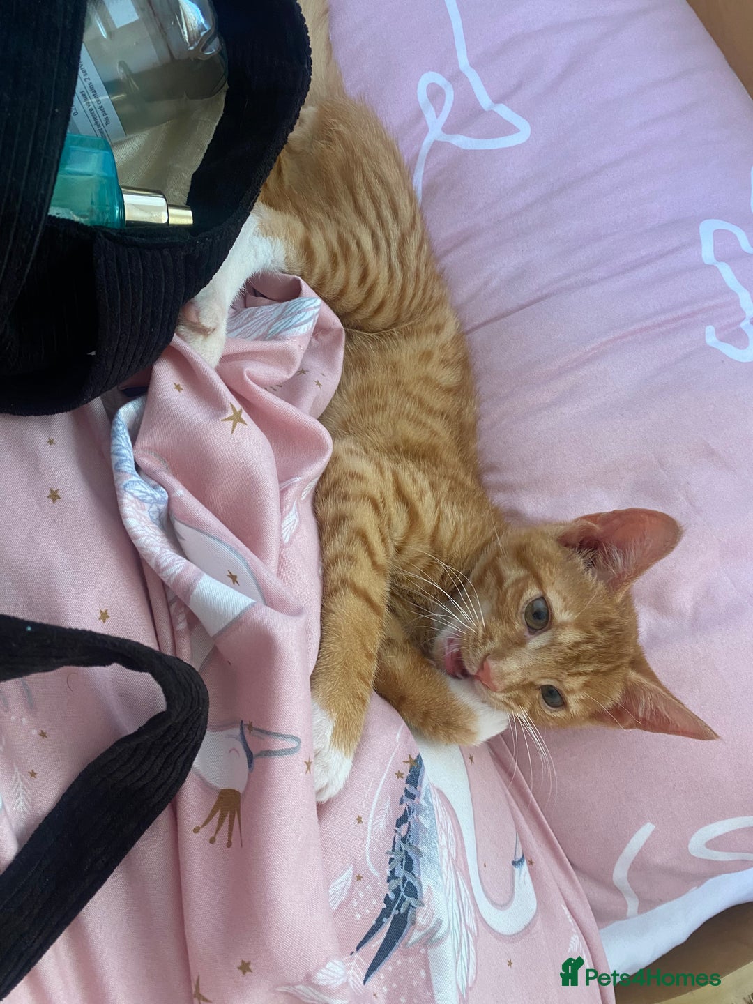 Arabian Mau cats for sale: Simba - Image 4
