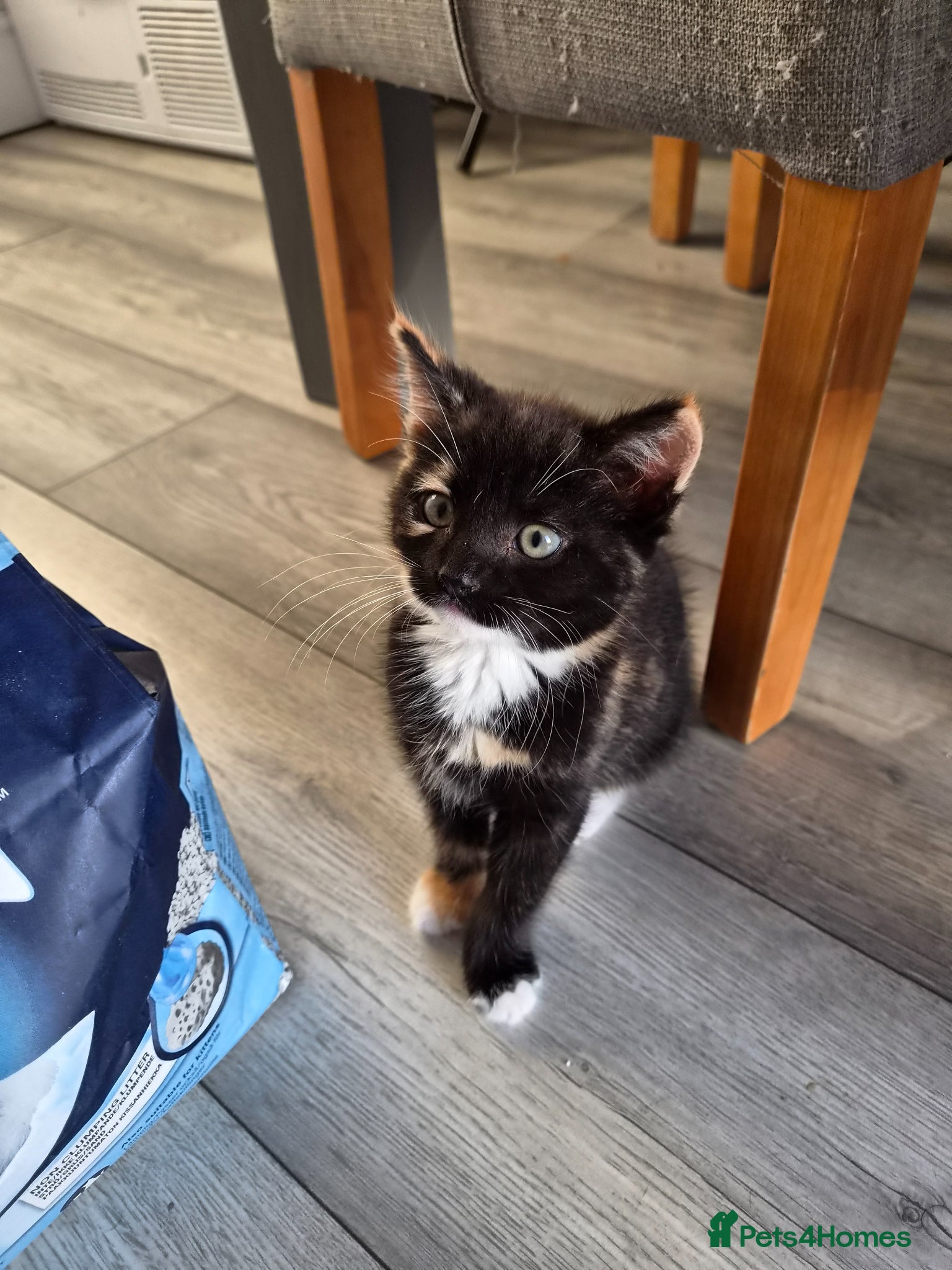 Mixed Breed cats for sale: This little looking for her new home - Advert 2