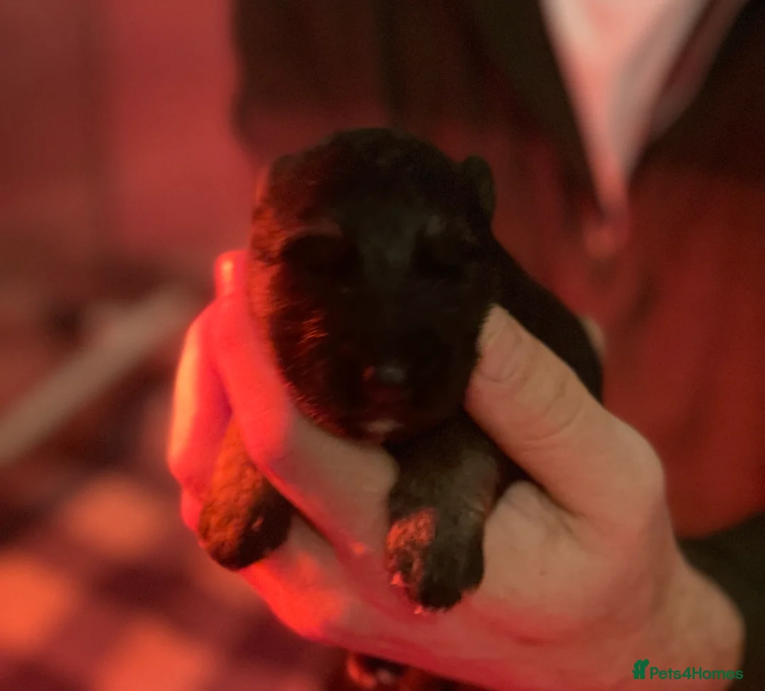 German Shepherd dogs for sale: Last Male GSD Puppy – Enzo vom Ezenthal - Advert 22