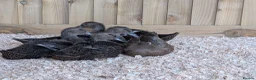 Ducks poultry for sale: 5 x Runner ducklings   - Advert 2