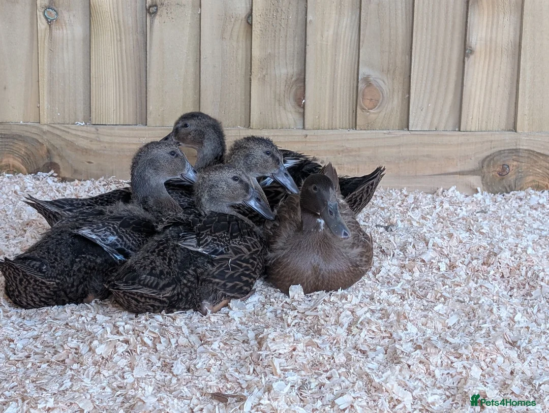 Ducks poultry for sale: 5 x Runner ducklings   - Advert 2