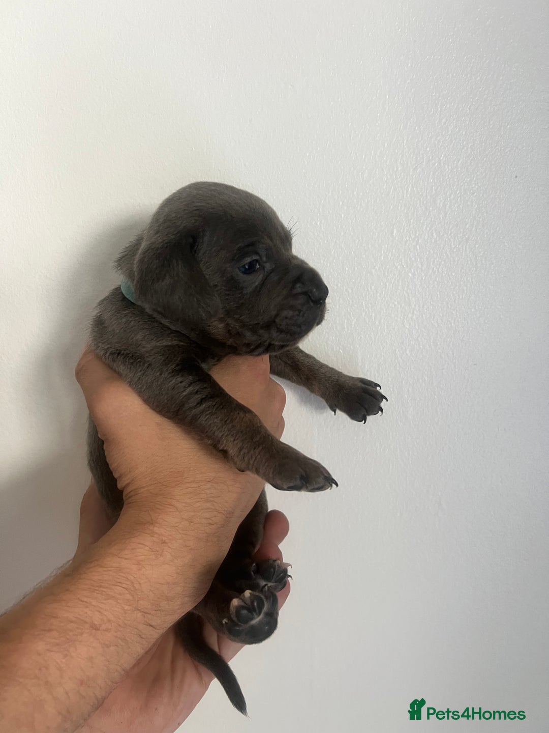 Mixed Breed dogs for sale: 🏡 Staff x American Bulldog Puppies  - Image 14