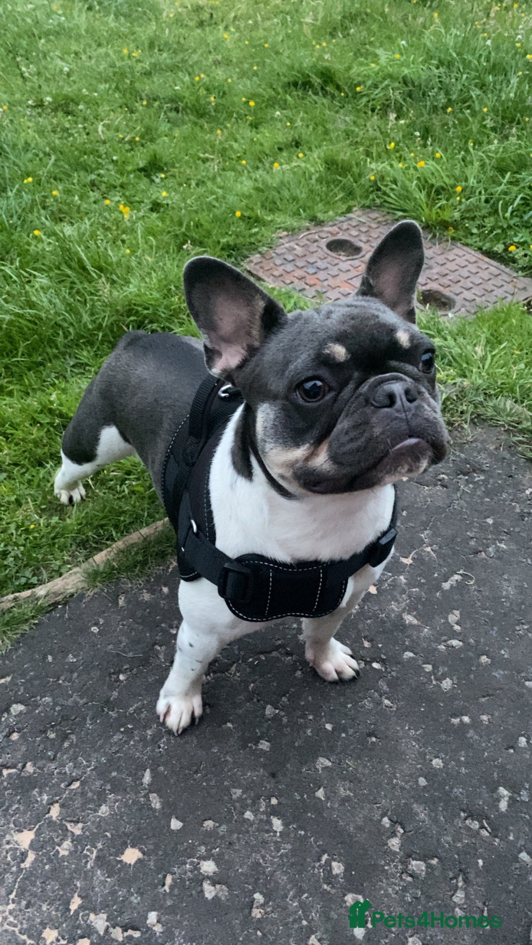 French Bulldog dogs for sale: FRENCH BULLDOG 1.5 YEARS  - Advert 3