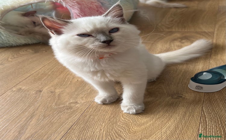 Ragdoll cats - Advert 2