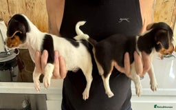Jack Russell dogs for sale: Full breed jack Russell puppies for sale - Image 20