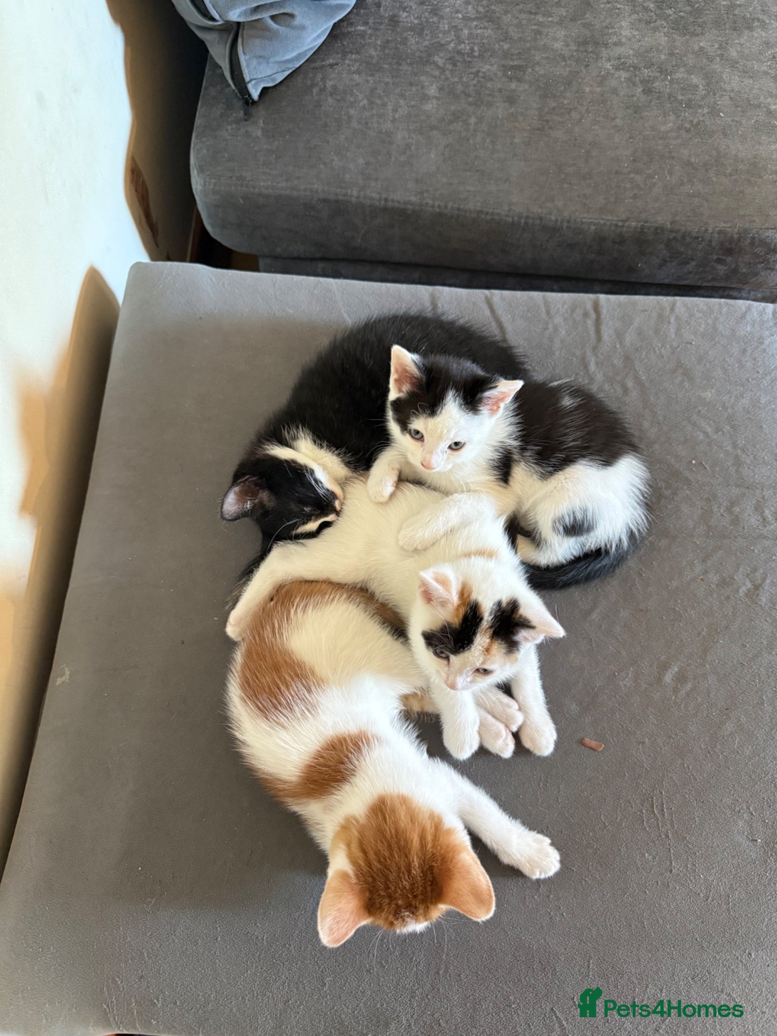 Mixed Breed cats Kittens ready for new home  - Advert 7