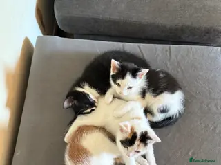 Mixed Breed cats Kittens ready for new home - Advert 7