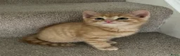 Mixed Breed cats for sale: Litter of 4 beautiful kittens  - Advert 5